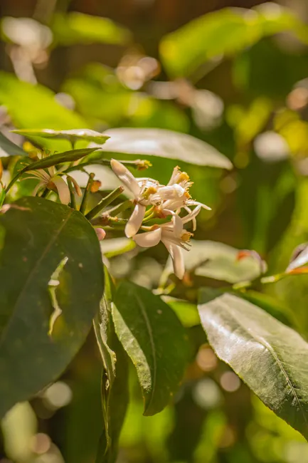 Close-up of citrus flowers in full bloom amidst lush green leaves, captured in natural daylight.