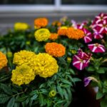 Associations au potager en 2026 : 3 tests, sans plantes magiques Close-up of colorful marigolds and petunias with vibrant blooms in an outdoor garden.