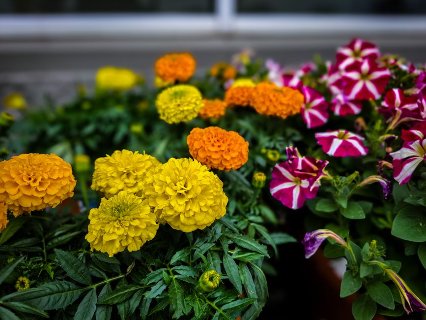 Close-up of colorful marigolds and petunias with vibrant blooms in an outdoor garden.