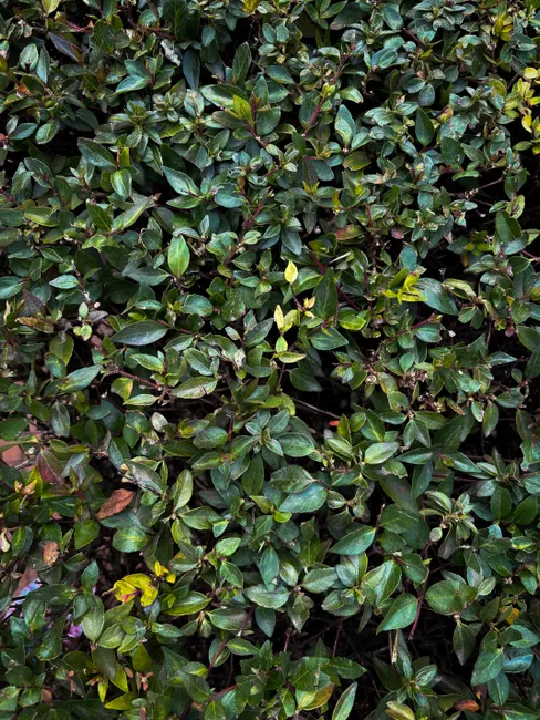 Close-up of dense green foliage with vibrant leaves in a garden setting.