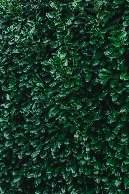 Close-up of dense green hedge leaves, perfect for nature backgrounds.