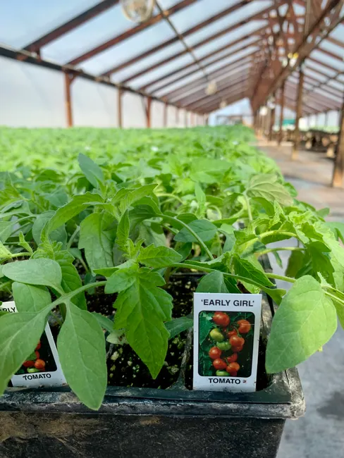 Close-up of 'Early Girl' tomato plants growing in an indoor greenhouse setting.