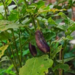 Aubergine bio en 2026 : semer au chaud, arroser sans noyer les racines Close-up of eggplant plant with lush green leaves in a garden setting, showcasing natural growth.