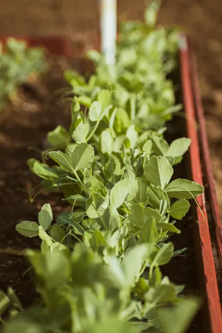 Close-up of fresh pea seedlings in a garden bed, vibrant growth symbolizing spring.