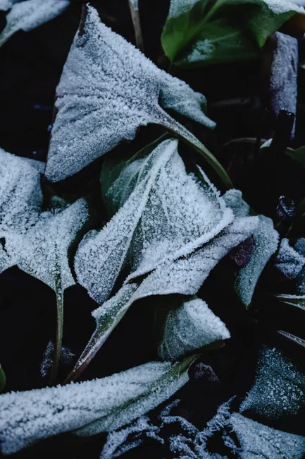 Close-up of frost-covered leaves in a Helsinki garden, showcasing winter's beauty.