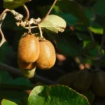Kiwi au jardin : planter en automne, récolter en octobre, gare à la jungle Close-up of fuzzy kiwi fruits ripening on vine with green leaves in natural outdoor setting.