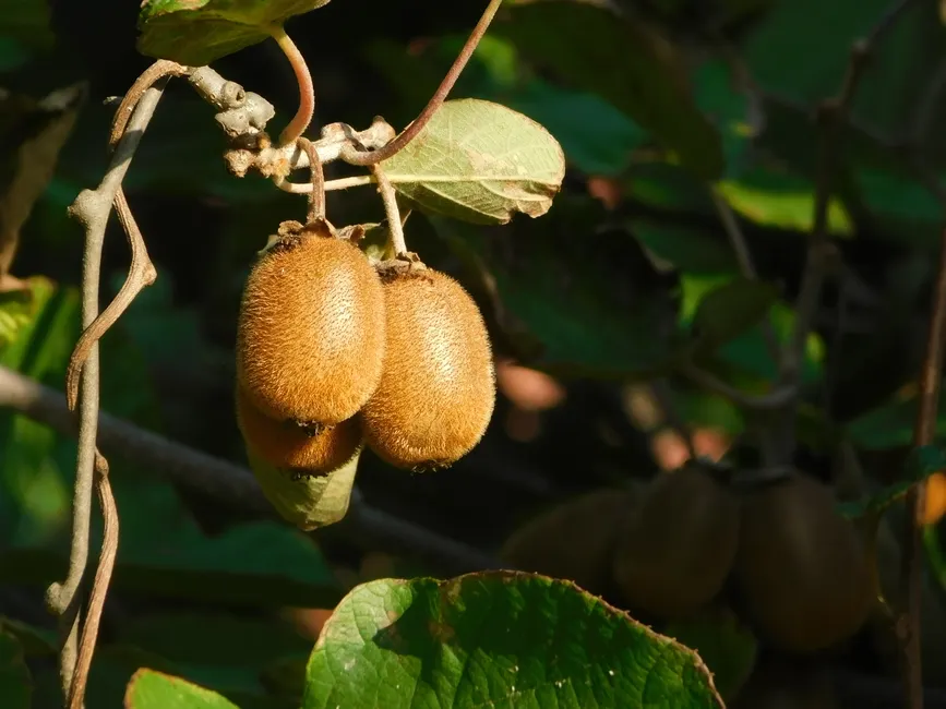 Close-up of fuzzy kiwi fruits ripening on vine with green leaves in natural outdoor setting.