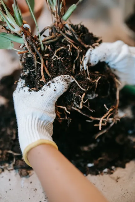 Close-up of gloved hands holding plant roots in rich soil, symbolizing growth.