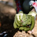 Calendrier des semis 2026 : le climat tranche, apparemment Close-up of gloved hands holding seed packets ready to plant in a sunny garden.