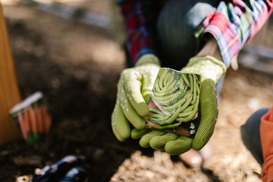 Close-up of gloved hands holding seed packets ready to plant in a sunny garden.