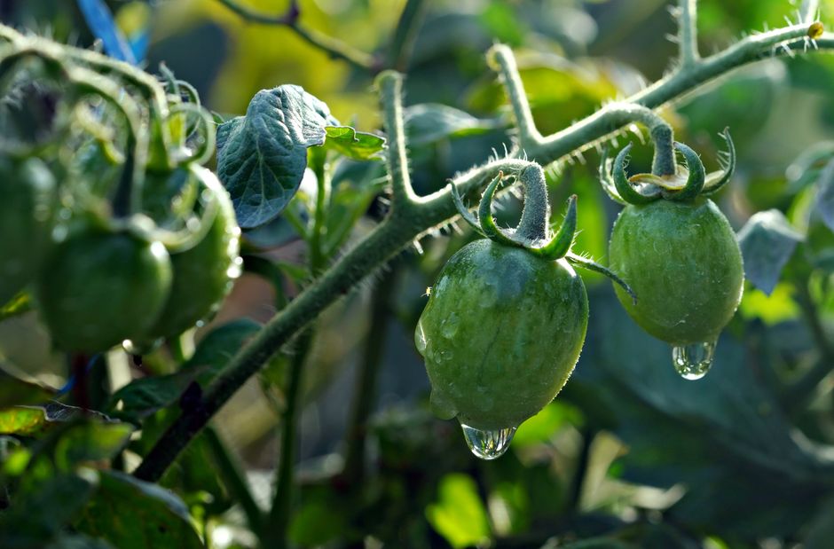 Close-up of green tomatoes with dew drops on a vine, captured in natural morning light.