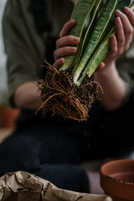 Close-up of hands holding a snake plant root above a terracotta pot, ready for repotting.