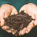 Lombricompostage en 2026 : 1,5 % de sel, les vers trinquent Close-up of hands holding earthworms in fertile soil, symbolizing natural composting.