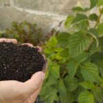 Close-up of hands holding nutrient-rich compost beside lush green plant in a garden.