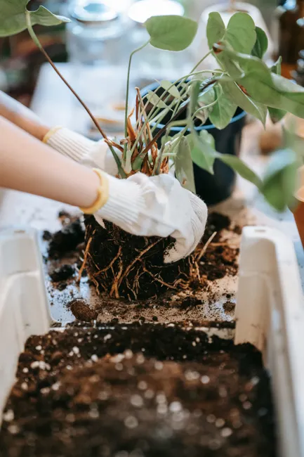 Close-up of hands in gloves transplanting a plant with roots visible in soil.