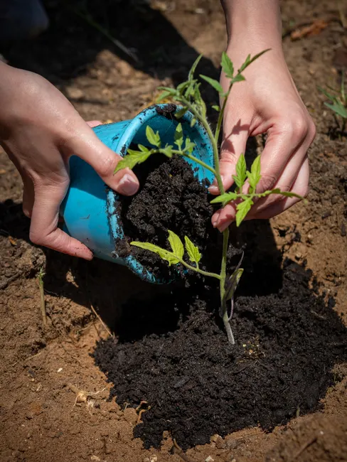 Close-up of hands planting a tomato seedling in rich garden soil. Ideal for gardening or organic farming themes.