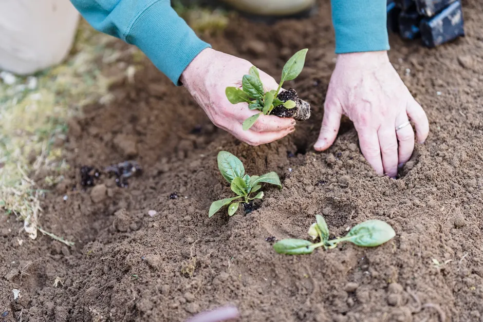 Close-up of hands planting seedlings in outdoor soil, ideal for gardening content.