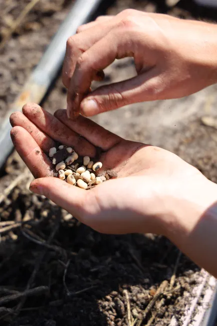 Close-up of hands planting seeds in soil, promoting growth and gardening in Florida.
