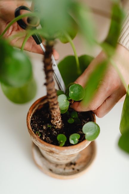 Close-up of hands trimming a potted houseplant with scissors, promoting plant care.