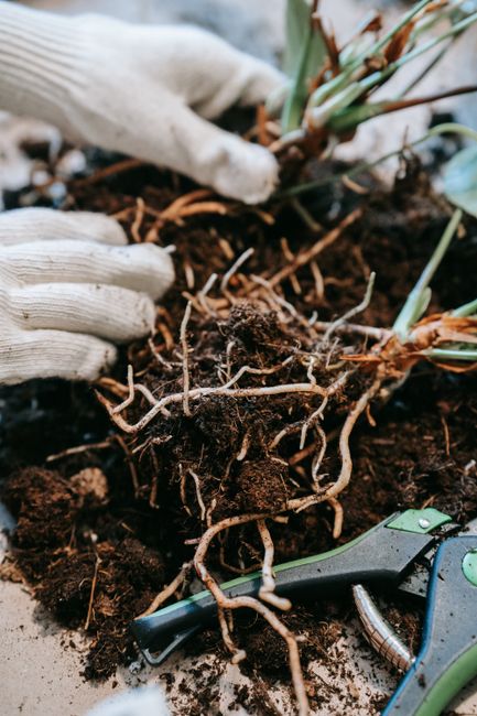 Close-up of hands with gloves replanting seedlings with roots in rich soil.