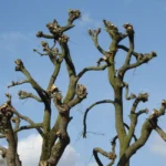 Close-up of heavily pruned tree branches silhouetted against a clear blue sky.