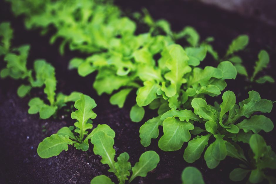 Close-up of lush green arugula plants growing in rich, dark soil. Ideal for healthy eating concepts.