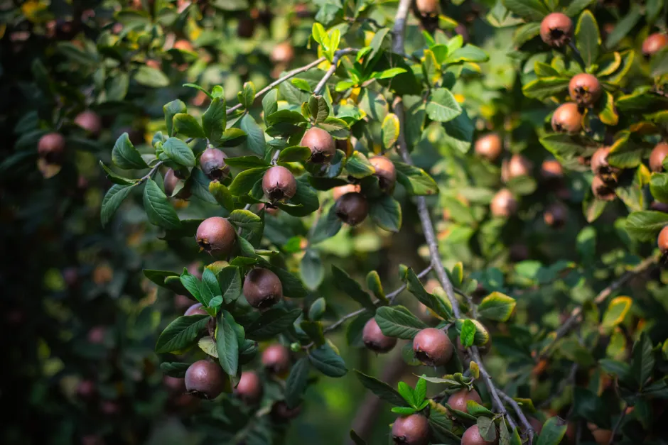 Close-up of medlar tree branches with ripe fruit and vibrant green leaves, captured outdoors.