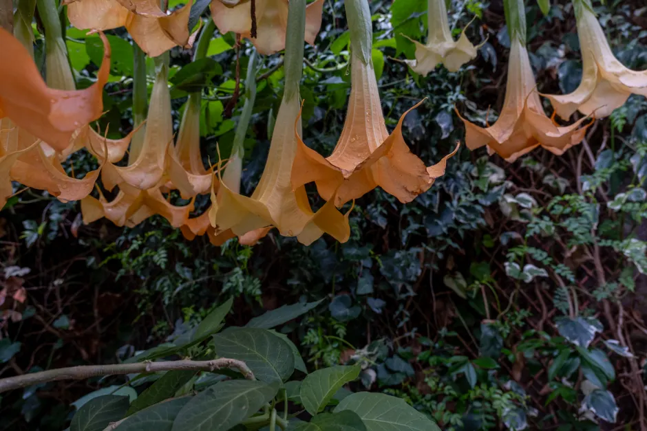 Close-up of orange Angel's Trumpet flowers hanging upside down in lush greenery.