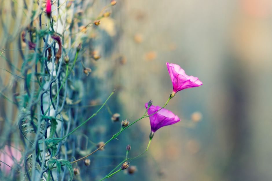 Close-up of pink flowers blooming near a chain-link fence on a sunny day.