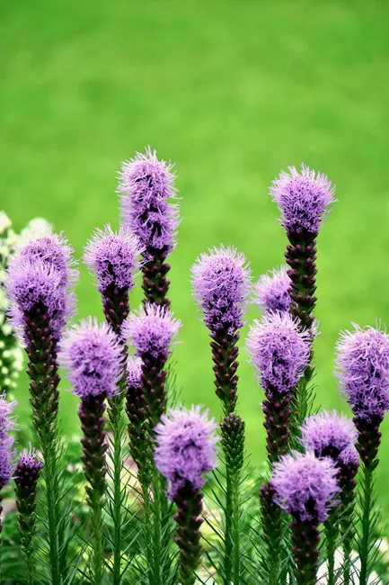 Close-up of purple Liatris flowers in full bloom with green grass background.