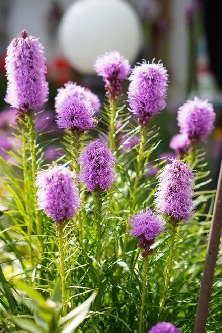Close-up of purple Liatris spicata flowers blooming in a sunny garden.