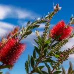Rince-bouteille Callistemon : 3 à 4 m, floraison jusqu’en septembre, gel en embuscade Close-up of red bottlebrush (Callistemon) flowers with a bright blue sky background.