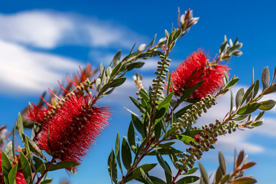 Close-up of red bottlebrush (Callistemon) flowers with a bright blue sky background.