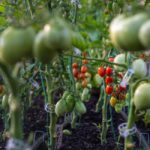 Tomates greffées en 2026 : plus de racines, pas de miracle Close-up of ripe and unripe tomatoes growing on lush plants in a garden.