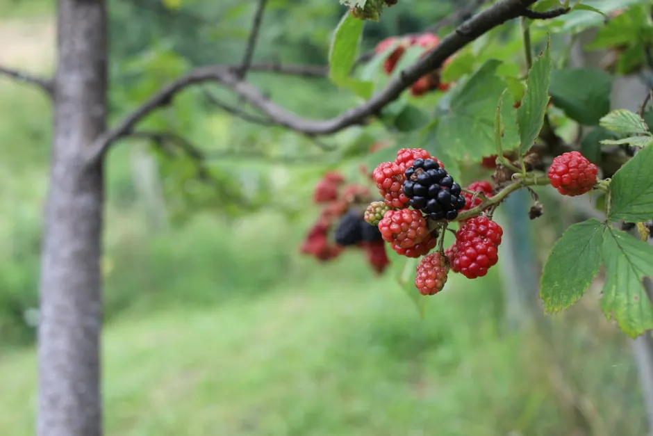 Close-up of ripe blackberries on a branch in Bosnia, highlighting organic growth and summer harvest.