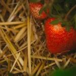 Paillage naturel : 5 à 10 cm, mais pas au hasard Close-up of ripe strawberries growing among straw mulch, evoking a fresh harvest feel.