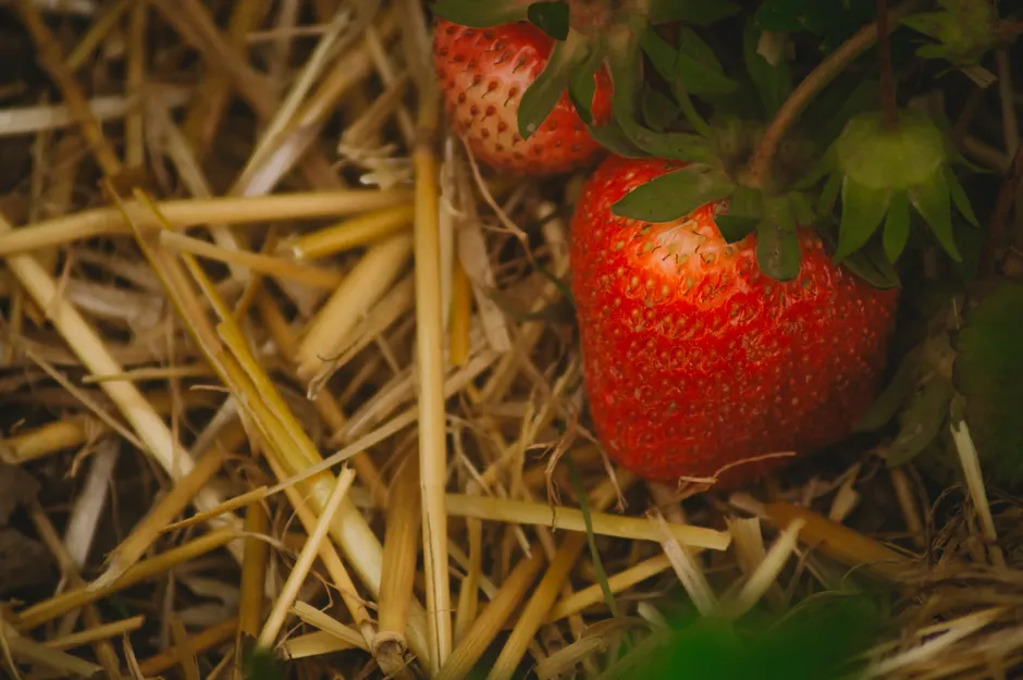 Close-up of ripe strawberries growing among straw mulch, evoking a fresh harvest feel.