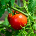 Close-up of ripe tomatoes on the vine with water droplets, showcasing freshness in a garden setting.