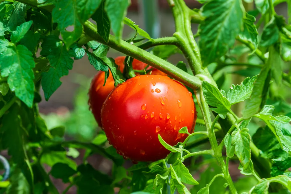 Close-up of ripe tomatoes on the vine with water droplets, showcasing freshness in a garden setting.