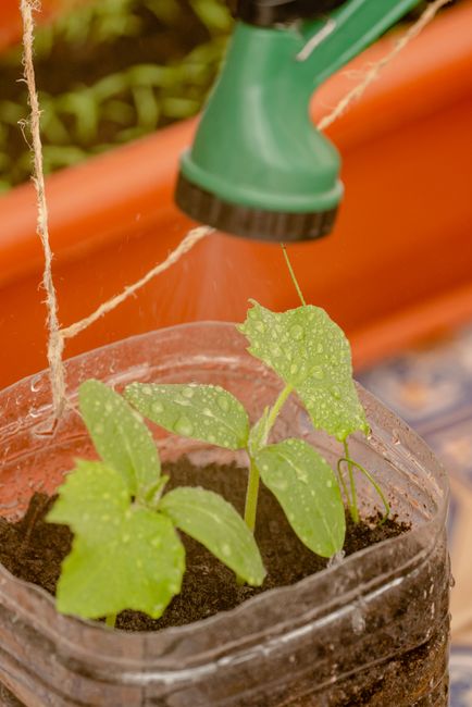 Close-up of seedlings being watered in a recycled plastic container in a garden.