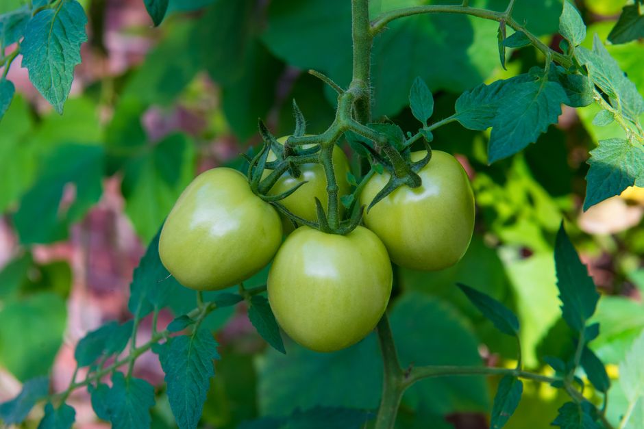 Close-up of unripe green tomatoes on a vine with lush green leaves in a garden.