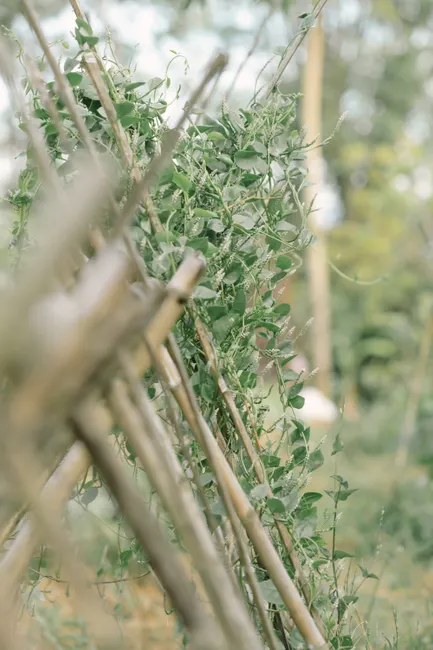 Close-up of verdant vines climbing a wooden trellis in a sunny garden.