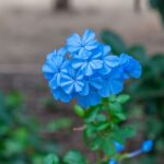 Plumbago du Cap : 6 gestes pour fleurir de mai à novembre, puis passer l'hiver Close-up of vibrant blue Plumbago flowers in full bloom in a garden setting.