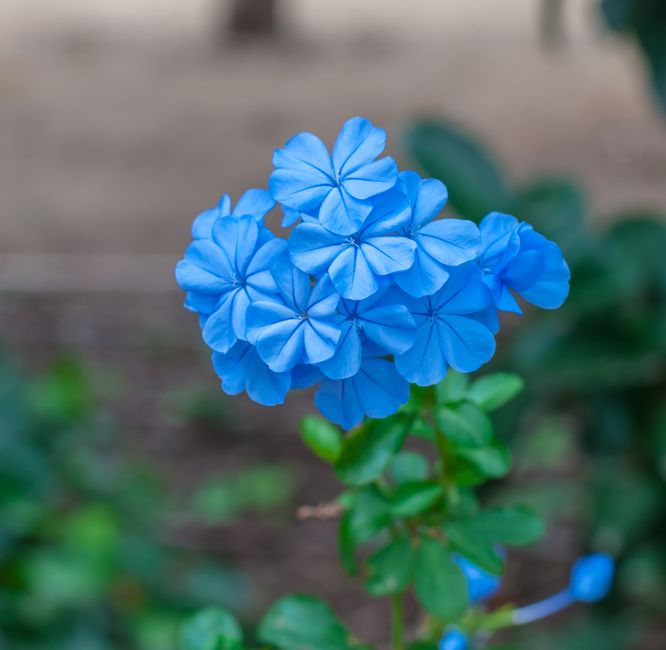 Close-up of vibrant blue Plumbago flowers in full bloom in a garden setting.