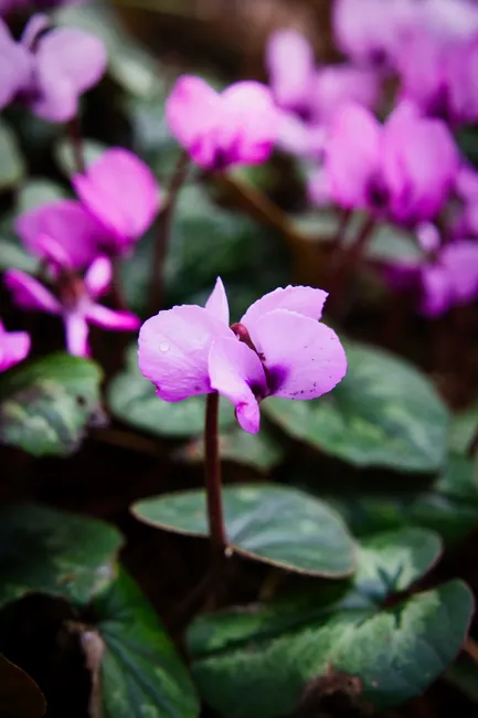 Close-up of vibrant Cyclamen flowers with purple petals and green leaves, showcasing natural beauty.