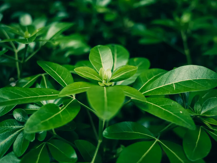 Close-up of vibrant green Choisya ternata leaves, showcasing their glossy texture and intricate details.