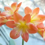 Clivia : 10 °C, six à huit semaines de repos et des fleurs de février à avril Close-up of vibrant orange Clivia Miniata flowers in bloom near a window.