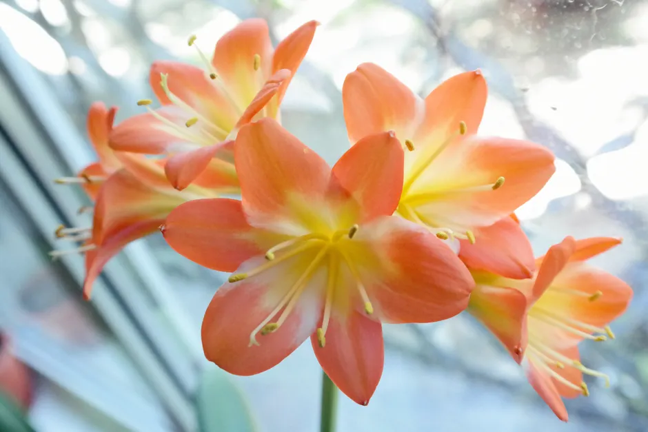 Close-up of vibrant orange Clivia Miniata flowers in bloom near a window.