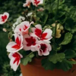 Bouture de pélargonium en août : 7 gestes, un piège Close-up of vibrant pink and red regal pelargonium flowers in a terracotta pot.