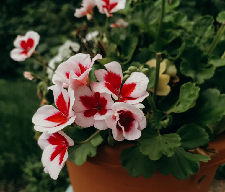 Close-up of vibrant pink and red regal pelargonium flowers in a terracotta pot.